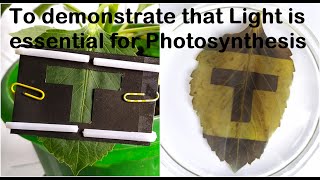 Light is essential for Photosynthesis Practical Experiment [upl. by Twitt]