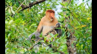 Presentation The Wildlife of Borneo [upl. by Amaerd]