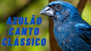 Azulão canto clássico original Melhor canto de azulão para treinamento [upl. by Chaney]