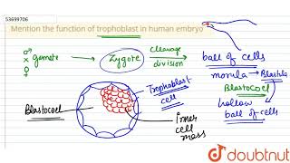 Mention the function of trophoblast in human embryo [upl. by Ninaj]