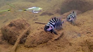 The convict a cichlid with many namesAmatitlania nigrofasciata Amatitlania siquia Amatitlania kanna [upl. by Caine]