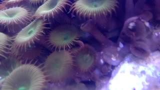 Palythoa polyp opening time lapse [upl. by Nylakcaj]