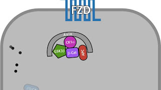 The Wnt pathway in a normal and in a tumour cell [upl. by Kozloski762]