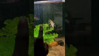 spotted gar 😎🦖 Lepisosteus oculatus spotted garfish aminal garfish monsterfish aquarium [upl. by Ahsenor]