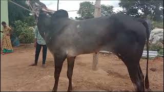 Hallikar stud bull [upl. by Basir]