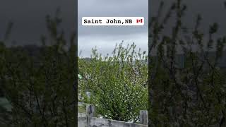 Saint John New Brunswick Canada 🇨🇦 canada canadacity [upl. by Far314]