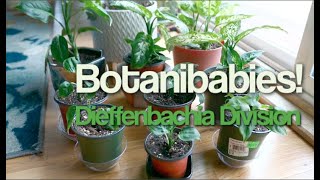 Dieffenbachia Dumb Cane Care amp Propagation [upl. by Howlyn116]