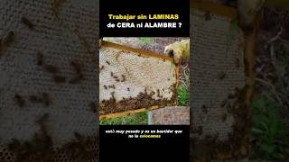 ¿Las Abejas Construyen Mejor Sin Láminas de Cera 🤔 [upl. by Revlis]