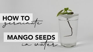 how to germinate a mango seed [upl. by Leopoldine986]