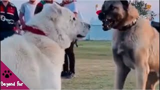 Akbash vs Kangal What Is the Difference [upl. by Yelknirb]