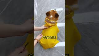 Arrange the Egg Yolk Man raincoat the magic weapon for dog walking in the rainy season You can al [upl. by Tlaw]