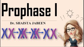 Prophase 1 Stages I Leptotene Zygotene Pachytene Diplotene Diakinesis I Meiosis1 I Recombination [upl. by Adnilym]