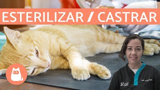 Diferencias entre ESTERILIZAR y CASTRAR  Perros y Gatos [upl. by Rosemary174]