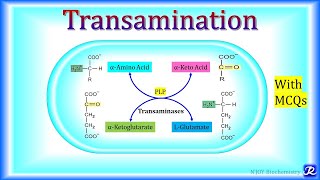 3 Transamination  Amino Acid Metabolism  Biochemistry  NJOY Biochemistry [upl. by Valene52]