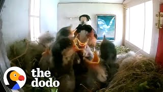 Bird Couple Makes The Most Amazing Home For Their Kids  The Dodo [upl. by Namwob479]