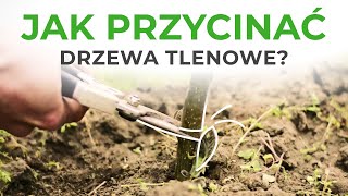 Oxytree  jak przycinać drzewa po pierwszym roku [upl. by Manouch]