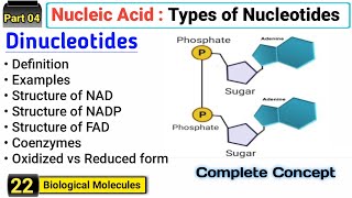 Dinucleotide  NAD NADP FAD  Structure and Function  Complete Concept [upl. by Eenehs]