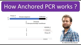 What is Anchored PCR Principle How anchored primer is designed How anchored PCR is done PCR type [upl. by Carina]