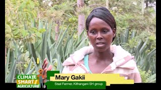 Selfhelp group reviving Sisal farming for income generation  part 1 [upl. by Nref82]