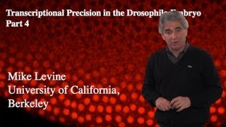 Mike Levine UC Berkeley Part 4 Transcriptional Precision Repressors [upl. by Pennington660]