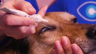 How to apply ointment to your dogs eyes [upl. by Ahtela]