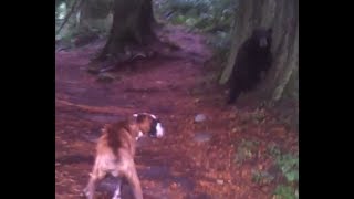 Boxer Dog vs Mother Bear Stand off [upl. by Klinger]