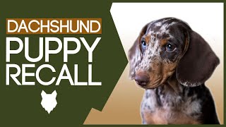 DACHSHUND RECALL TRAINING How To Train Your Dachshund Puppy Perfect Recall [upl. by Romeu]