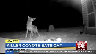 Killer coyote eats cat [upl. by Notlaw198]