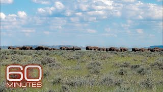 Rebuilding an ecosystem in America’s grasslands  60 Minutes [upl. by Patnode728]