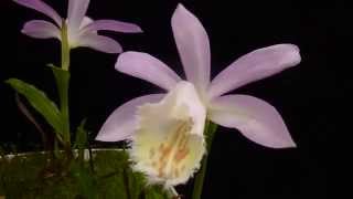 Pleione formosana [upl. by Hooke881]