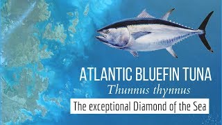 Atlantic Bluefin Tuna Thunnus thynnus  The exceptional Diamond of the Sea [upl. by Elmina]