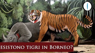 La TIGRE del BORNEO [upl. by Eevets]