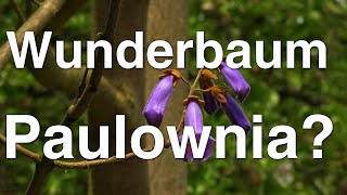 Der neue Wunderbaum Paulownia tomentosa  der Blauglockenbaum  Mielkendorf [upl. by Lahcar]