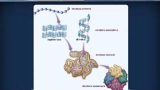 AMMINOACIDI E PROTEINE da Agorà Scienze Biomediche [upl. by Lledyl231]