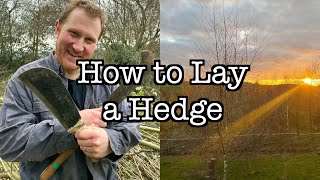 How to Lay a Hedge [upl. by Auqinimod760]