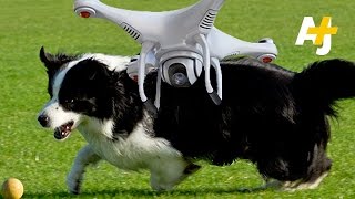 Are Drones About To Put Sheepdogs Out Of Business [upl. by Nomyaw]