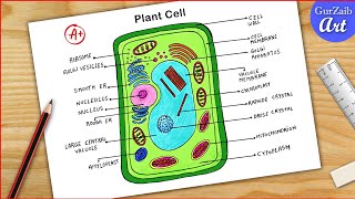 Plant Cell Diagram drawing CBSE  easy way  Labeled Science projects  for beginners [upl. by Heinrick]