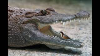 Crocodiles and Egyptian plover bird [upl. by Odnumde]