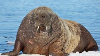 Wild and Wondrous Facts About Walruses [upl. by Etnahs]