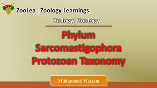 Phylum Sarcomastigophora Protozoan Taxonomy  ZooLea  Lesson 4  Biology Zoology [upl. by Treharne]