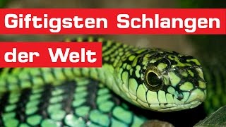 Die 15 giftigsten Schlangen der Welt [upl. by Nethsa]