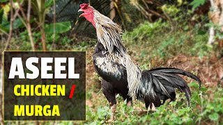 Aseel Chicken  Asil Chicken  Aseel Murga [upl. by Kore]