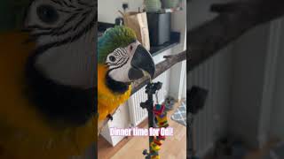 Ever seen a baby macaw being hand fed subscribe macawsworld bird parrot macaw babyparrot [upl. by Dez]