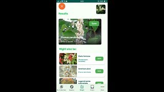 PlantSnap identifies a Cherry laurel Prunus caroliniana [upl. by Oneg]