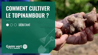 TUTO Comment cultiver le topinambour et lhélianthi   Jardinerie Gamm vert [upl. by Gelman731]