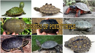 WHICH ONE DO YOU LIKE THE MOST 50 SPECIES OF POND TURTLES Emydidae [upl. by Mason]