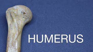 HUMERUS  GENERAL FEATURES amp ATTACHMENTS [upl. by Aihseyk101]