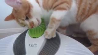 Gatsby the cat and the Catit Senses 20 Wellness Center [upl. by Drofdarb975]