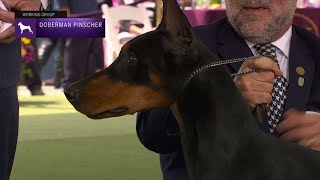 Doberman Pinschers  Breed Judging 2023 [upl. by Rina473]