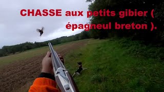 chasse aux petits gibier épagneul breton [upl. by Lletnahc582]